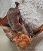 La imagen muestra una murciélago hembra colgando boca abajo de una tela.  Tres pequeños bebés murciélagos se aferran a la hembra.