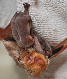 Изображение изображает летучую мышь женского пола, свисающую вниз головой с ткани. За самку цепляются три маленьких детеныша летучих мышей.
