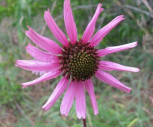 Echinacea Tennesseensis