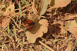 <i>Acraea amicitiae</i> Species of butterfly
