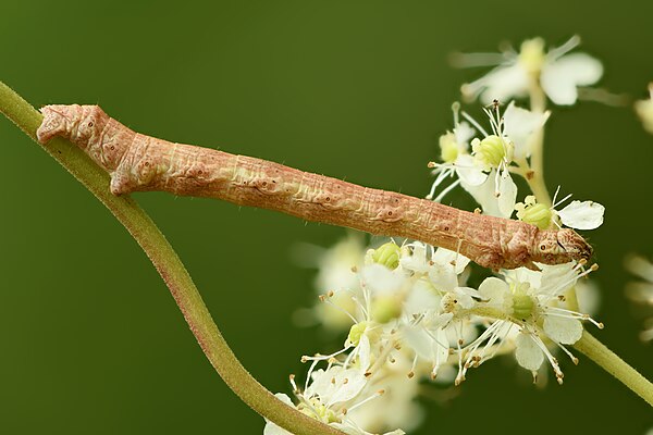 Caterpillar on meadowsweet