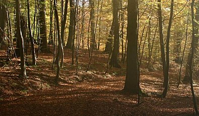 Autumn in the beech forests at Gråsten (Gravenstein)