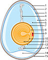 Schematic chicken egg, bitmap version