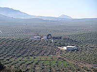 Près de Jaen en Espagne. Grande exploitation agricole vouée à la monoculture des oliviers. Photographie prise en décembre.