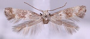 Elachista squamosella.jpg