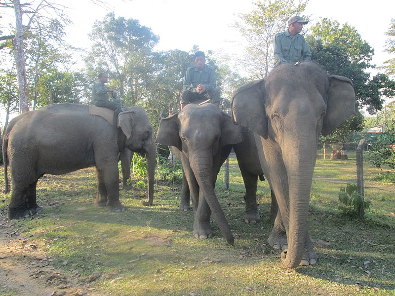 File:Elephant Chitwan National Park IMG 3405.jpg