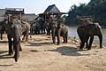 Elefantes, Río Kok, Chiang Rai, Tailandia.jpg