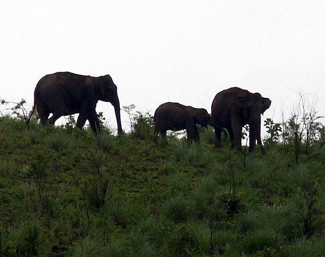 File:Elephants_In_Periyar_Tigar_Reserve_(913221288).jpg