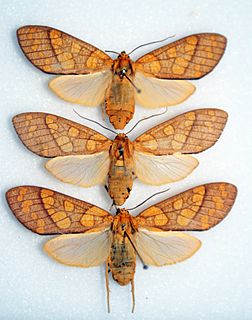 <i>Elysius sebrus</i> Species of moth