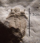 Fossil of the Middle Ordovician-Early Devonian trilobite Encrinurus Encrinurus egani from Wisconsin.JPG