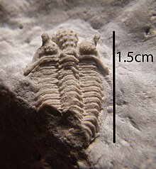 Fossil of "Encrinurus egani" from the Racine Dolomite