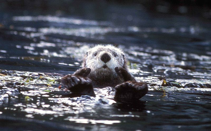 File:Enhydra lutris sea otter face photo.jpg