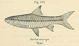 Barbus macrops