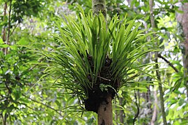 Epiphytic Bromiliad 0331.jpg