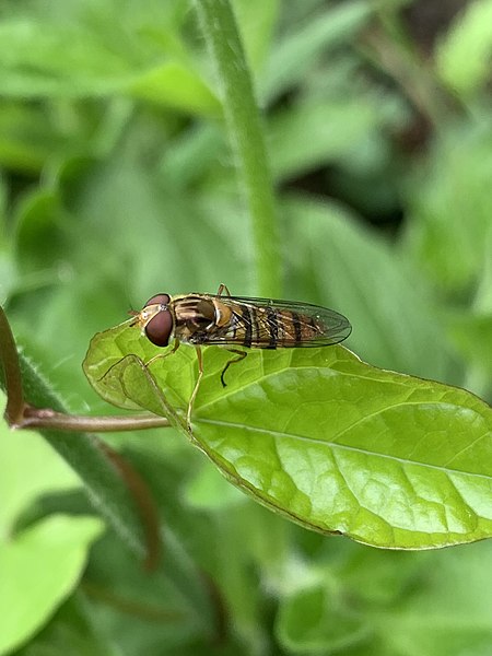 File:Episyrphus balteatus 138086904.jpg