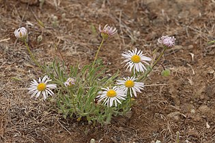 Erigeron poliospermus