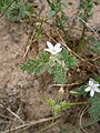 Erodium cicutarium subsp. dunense