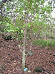 Erythrina burtii - Koko Crater Botanical Garden - IMG 2305.JPG