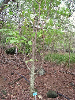 <i>Erythrina burttii</i> Species of legume