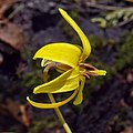 * Nomination Trout lily (Erythronium americanum); lateral view. --The Cosmonaut 00:10, 8 May 2020 (UTC) * Promotion  Support Good quality. --XRay 03:57, 8 May 2020 (UTC)