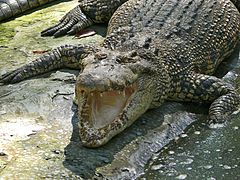 Эстуарный крокодил (Crocodylus porosus) (6990157230).jpg 