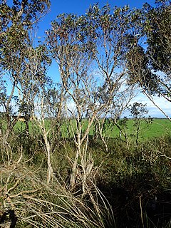 <i>Eucalyptus adesmophloia</i> Species of eucalyptus