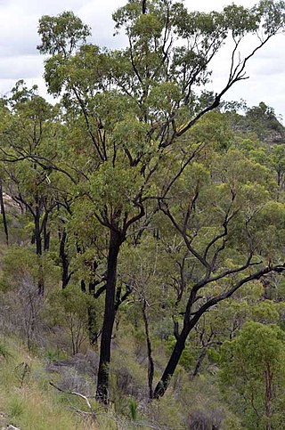 <i>Eucalyptus beaniana</i> Species of eucalyptus
