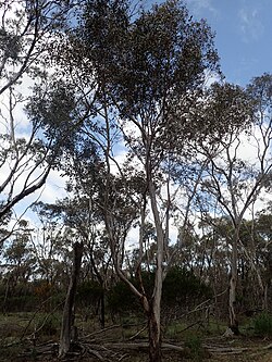 Eucalyptus calyerup habit.jpg