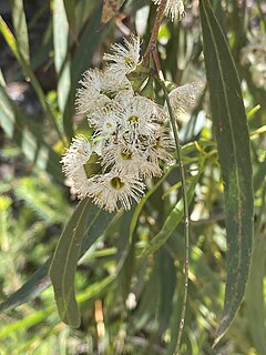 <i>Eucalyptus wimmerensis</i> Species of plant