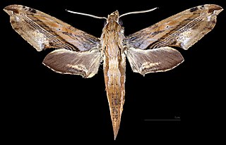 <i>Eupanacra sinuata</i> Species of moth