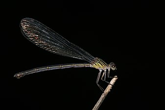 Malabar Torrent Dart Euphaea fraseri, female