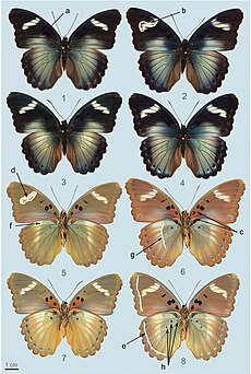 Euphaedra eberti males various forms Euphaedra eberti eberti (10.3897-AfrInvertebr.60.35262) Figure 2.jpg