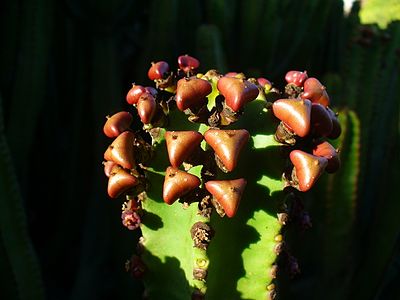 Euphorbia canariensis Fruits