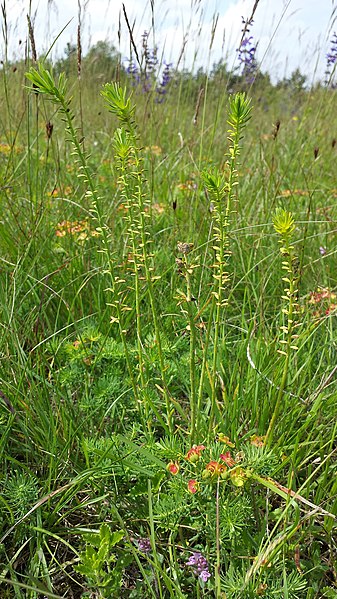 File:Euphorbia cyparissias sl1.jpg