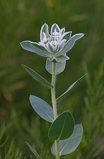 <i>Euphorbia marginata</i> species of plant