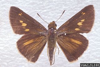 <i>Euphyes dion</i> Species of butterfly