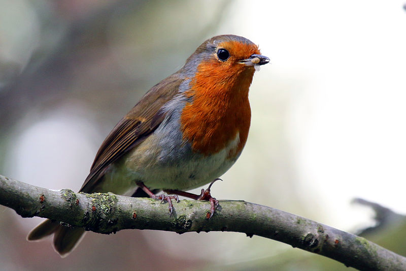 File:European Robin (erithacus rubecula).JPG