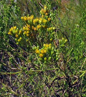 <i>Euthamia occidentalis</i> species of plant