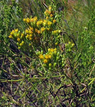 <i>Euthamia occidentalis</i> Species of flowering plant