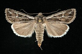 Euxoa quadridentata