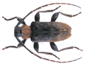 Exocentrus ruficollis