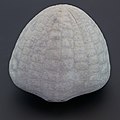 * Nomination Fossil of sea urchin (Echinocorys sulcata), Dalbyover, Denmark --Poco a poco 17:44, 23 January 2021 (UTC) * Promotion  Comment A fossil without exact indication of the stratigraphic layer is useless --Llez 07:31, 24 January 2021 (UTC)  Done --Poco a poco 09:05, 24 January 2021 (UTC)  Support OK now, good quality --Llez 09:53, 24 January 2021 (UTC)