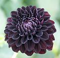   Black, i.e. extremely dark red or purple dahlias