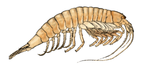 FMIB 46282 Tasmanian 'Mountain Shrimp' (Anaspides tasmaniae), a living representative of the Syncarida.png