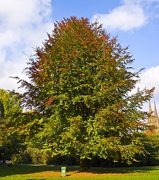 <span class="mw-page-title-main">Fagaceae</span> Family of flowering plants