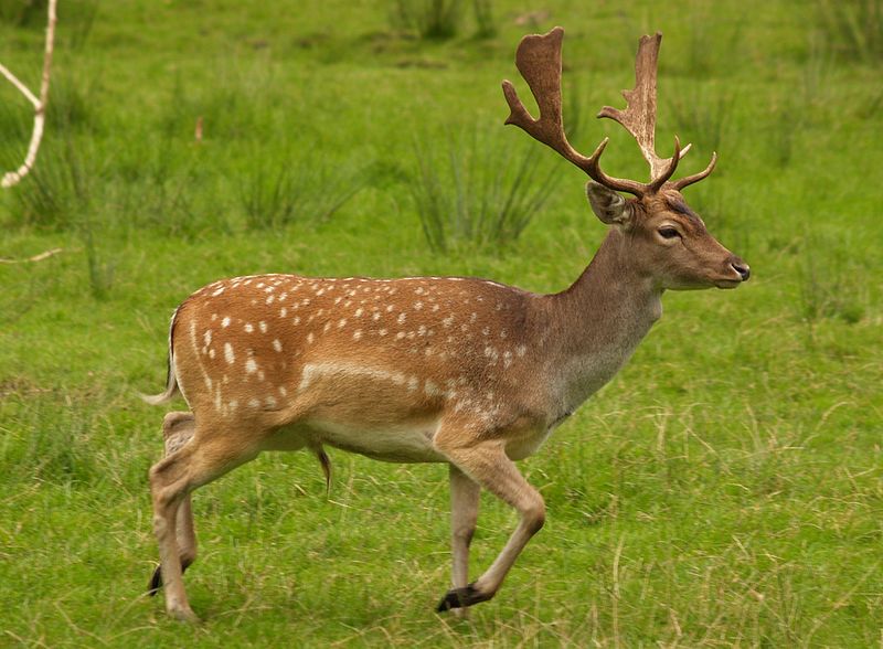 File:Fallow deer in field (cropped).jpg