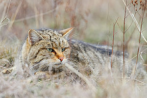 Felis silvestris Vadmacska.jpg