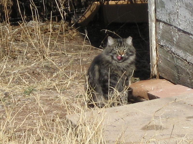 File:Feral cat with clipped ear.jpg