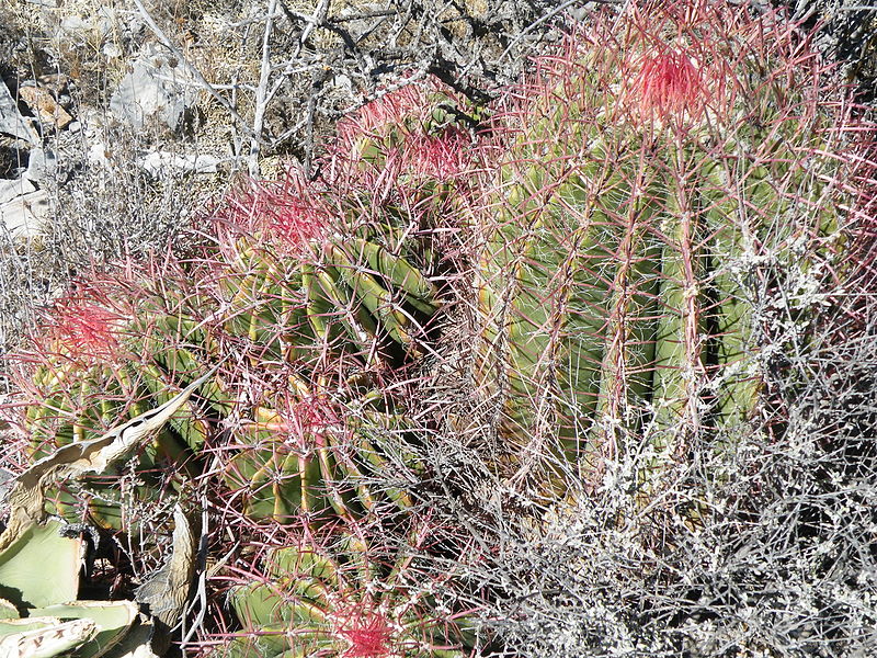 File:Ferocactus pilosus (5710999996).jpg