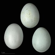 Ficedula hypoleuca eggs (European pied flycatcher (Hypoleuca)) eggs